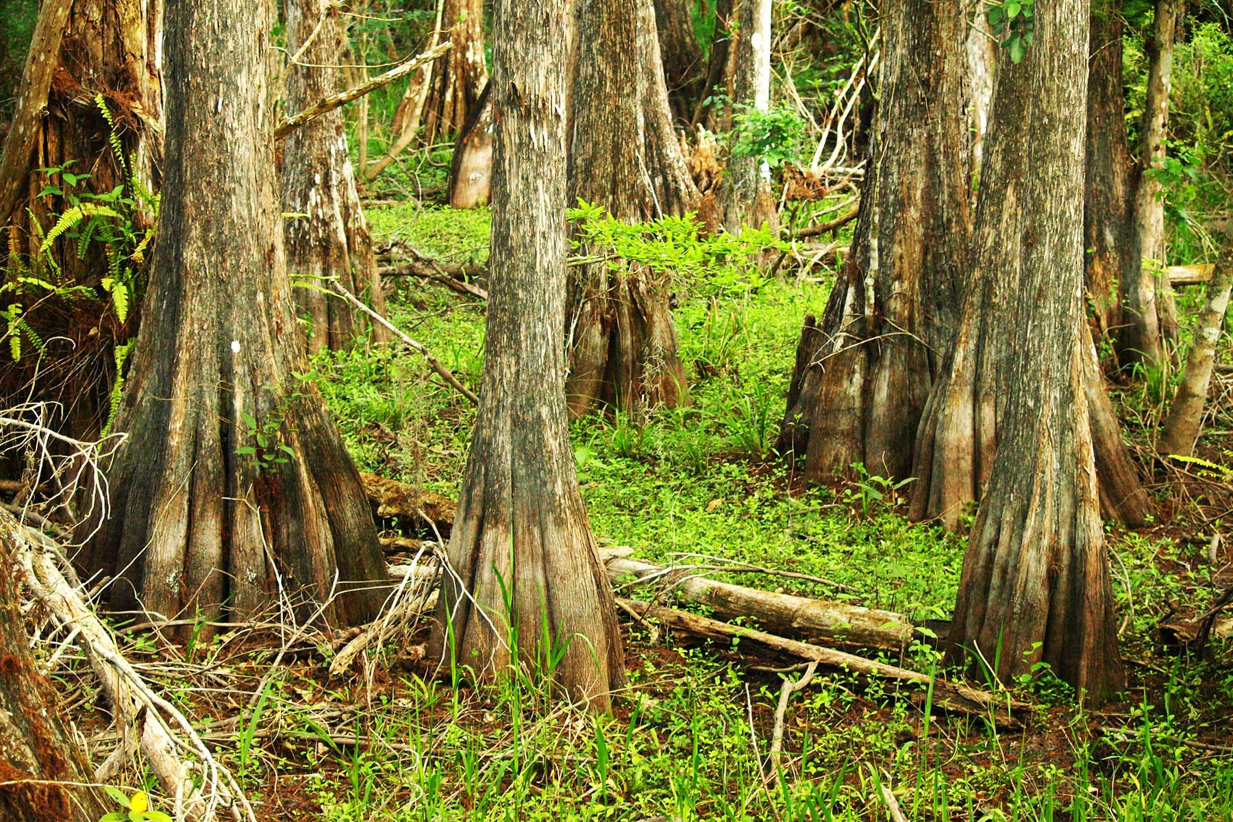 Big Cypress National Preserve