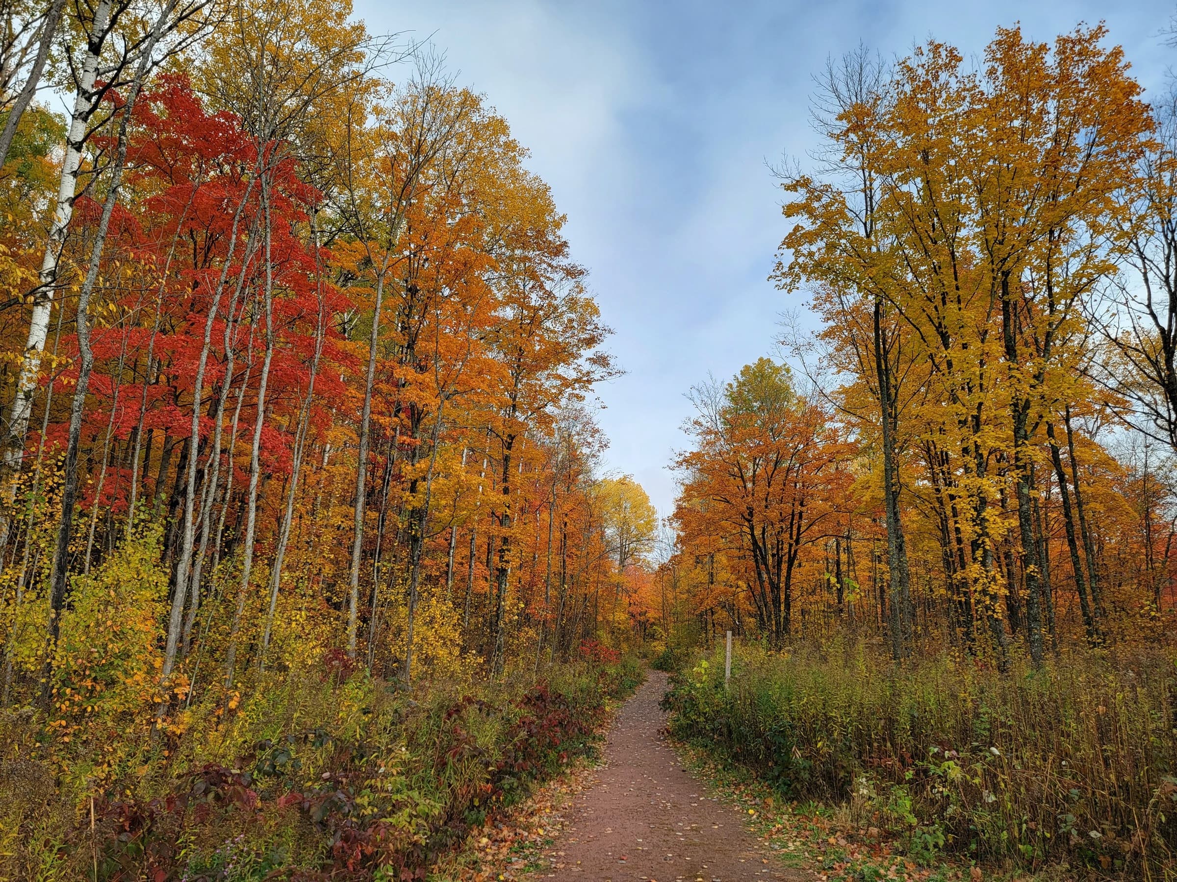Chequamegon-Nicolet National Forest
