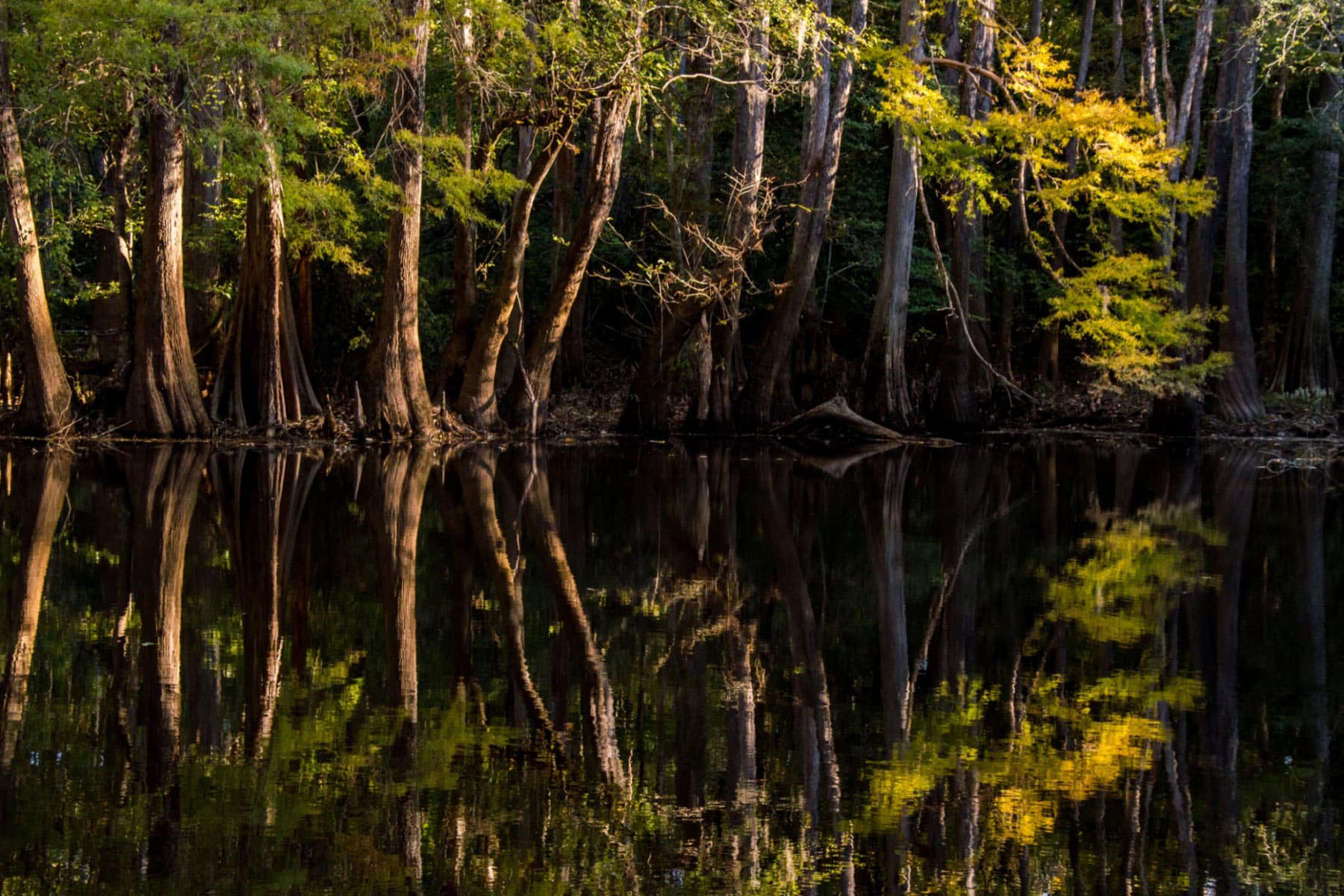 Congaree National Park
