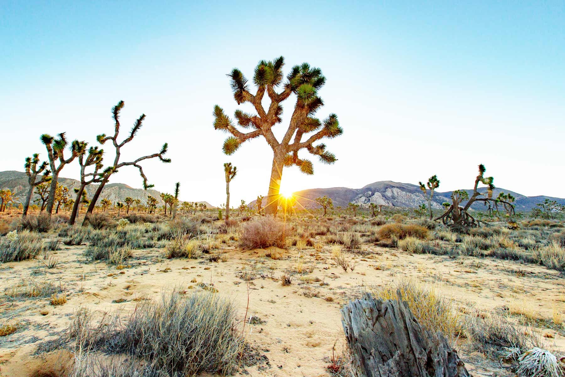 Joshua Tree National Park