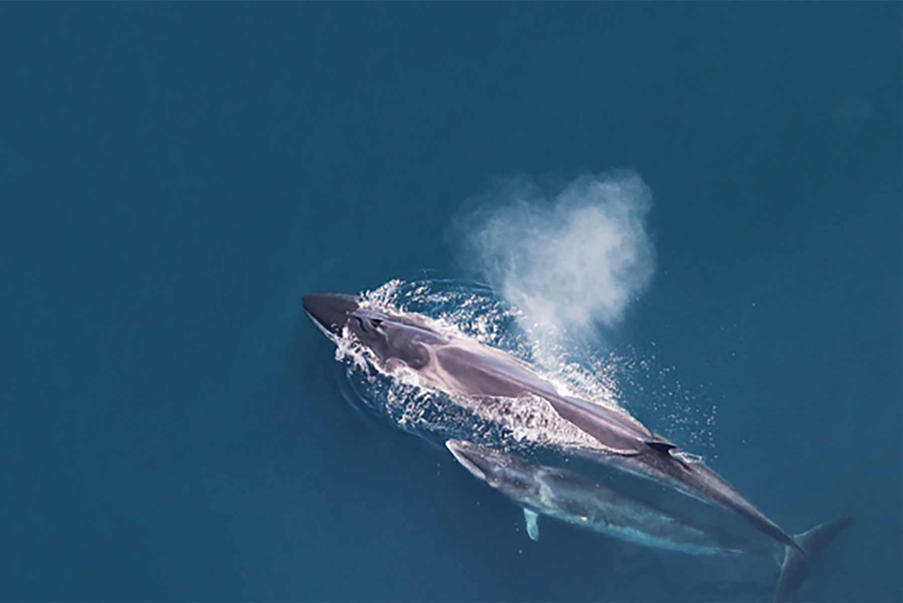Northeast Canyons and Seamounts Marine NM