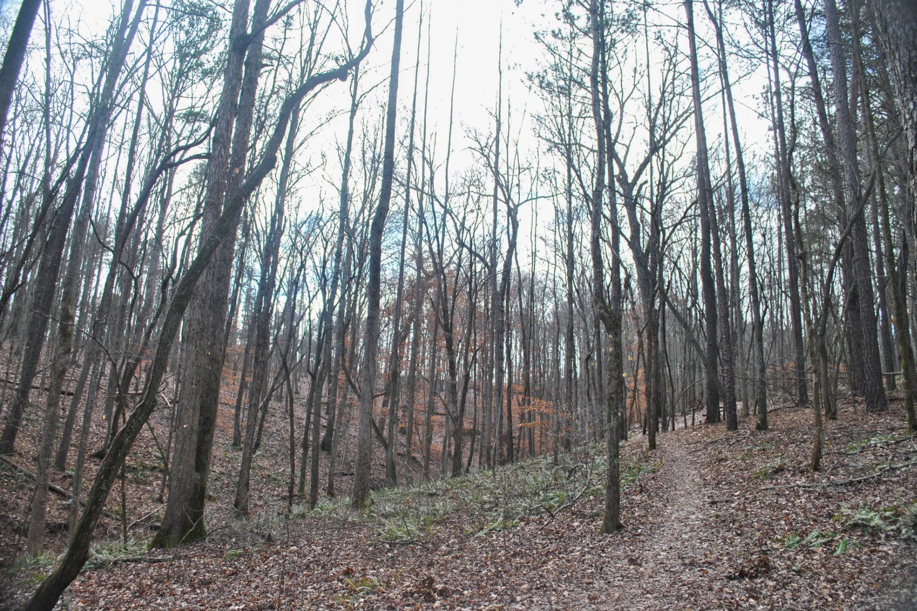 Wayne National Forest