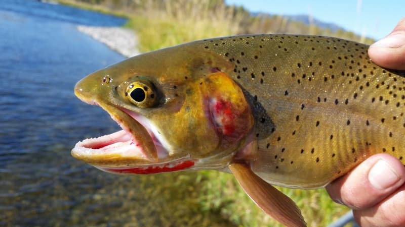 A cutthroat trout, caught and released on a western river