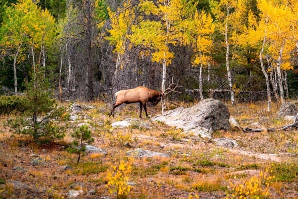 A bull elk in autumn aspens