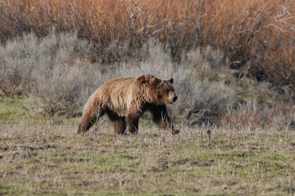 A grizzly crossing sage flats in Greater Yellowstone
