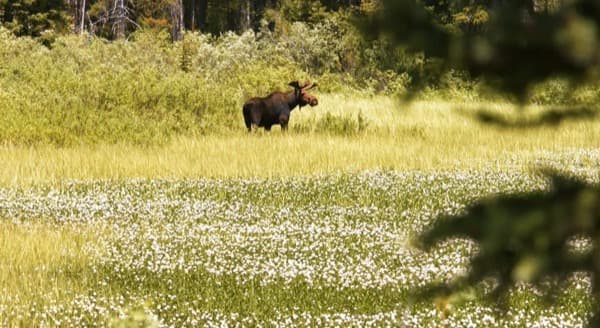 A moose in a summer wildflower meadow
