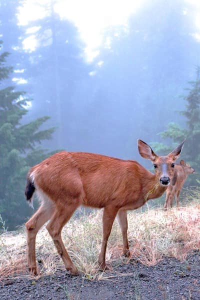 A mule deer doe in mountain fog