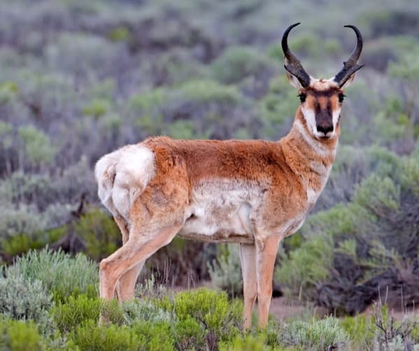 Pronghorn in sagebrush steppe