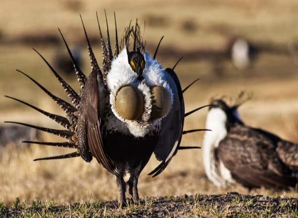 Greater sage-grouse displaying on a lek in sagebrush country