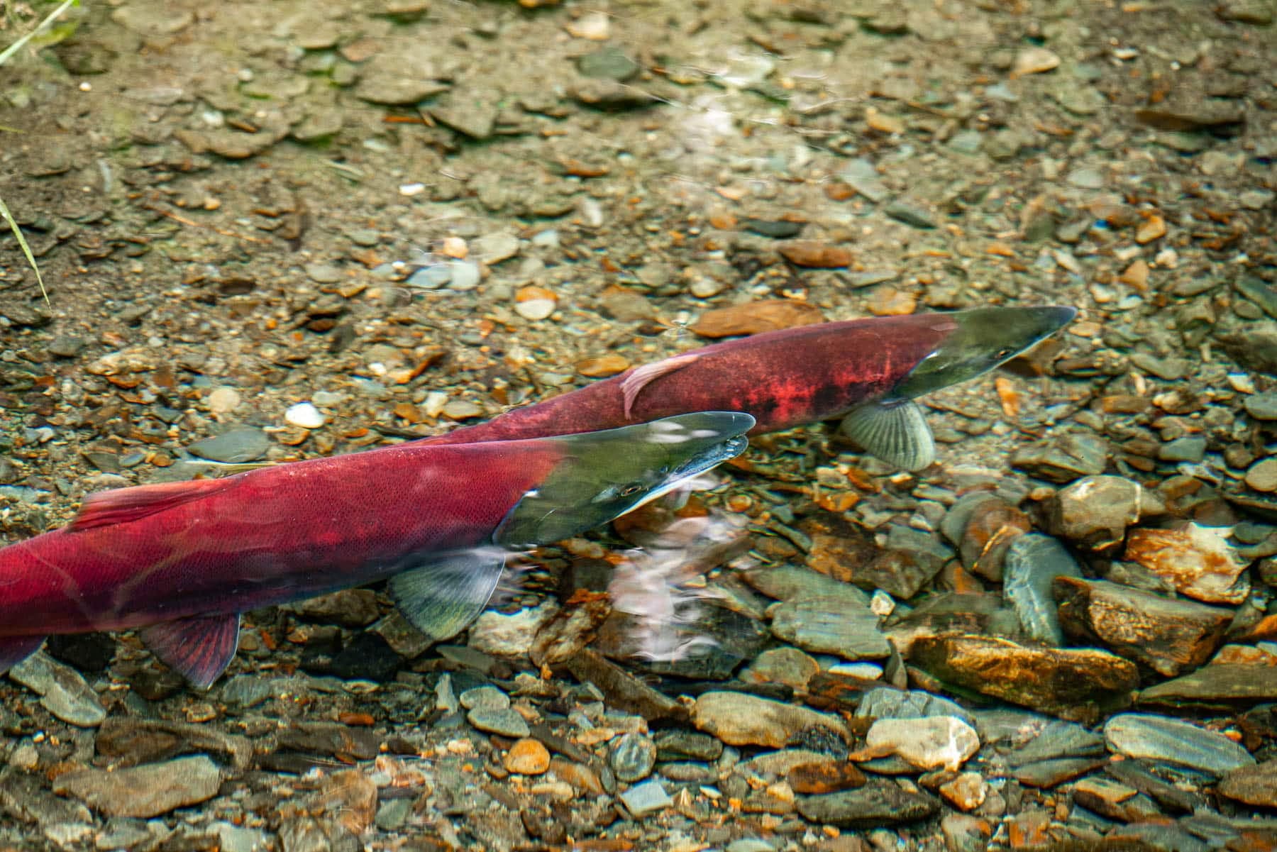 Sockeye spawning in a clear-water stream, Tongass National Forest, Alaska