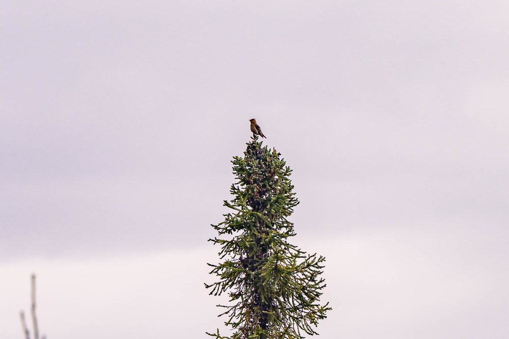 A bird perched on the tip of a black spruce against a gray sky