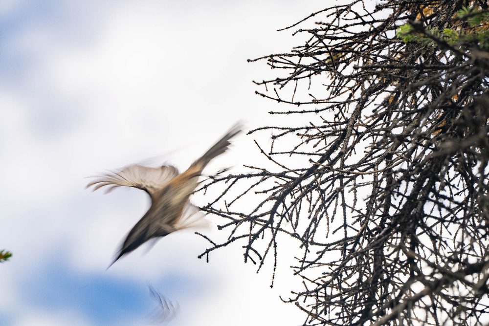 A small bird taking off from a bare spruce branch