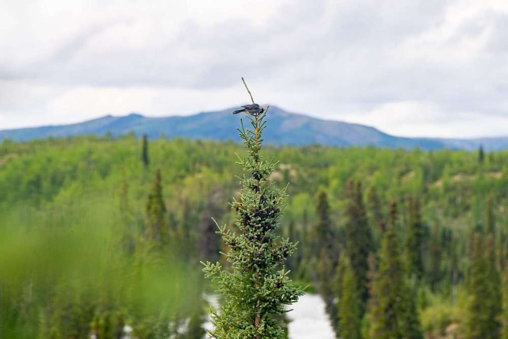 A dragonfly perched on the tip of a young spruce above the forest