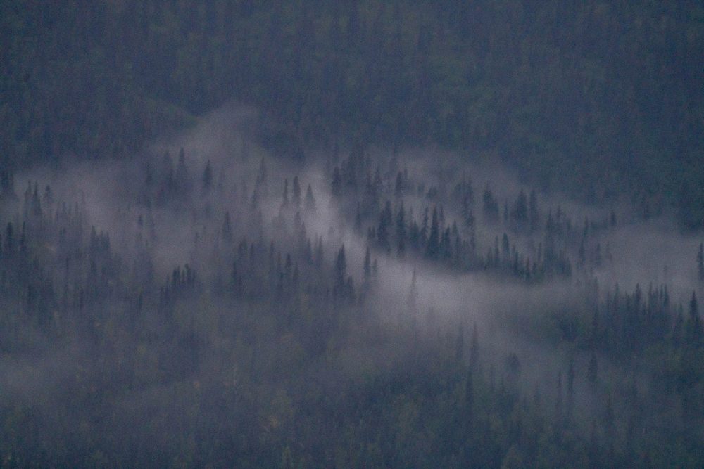 Low cloud drifting through dark spruce on a mountainside