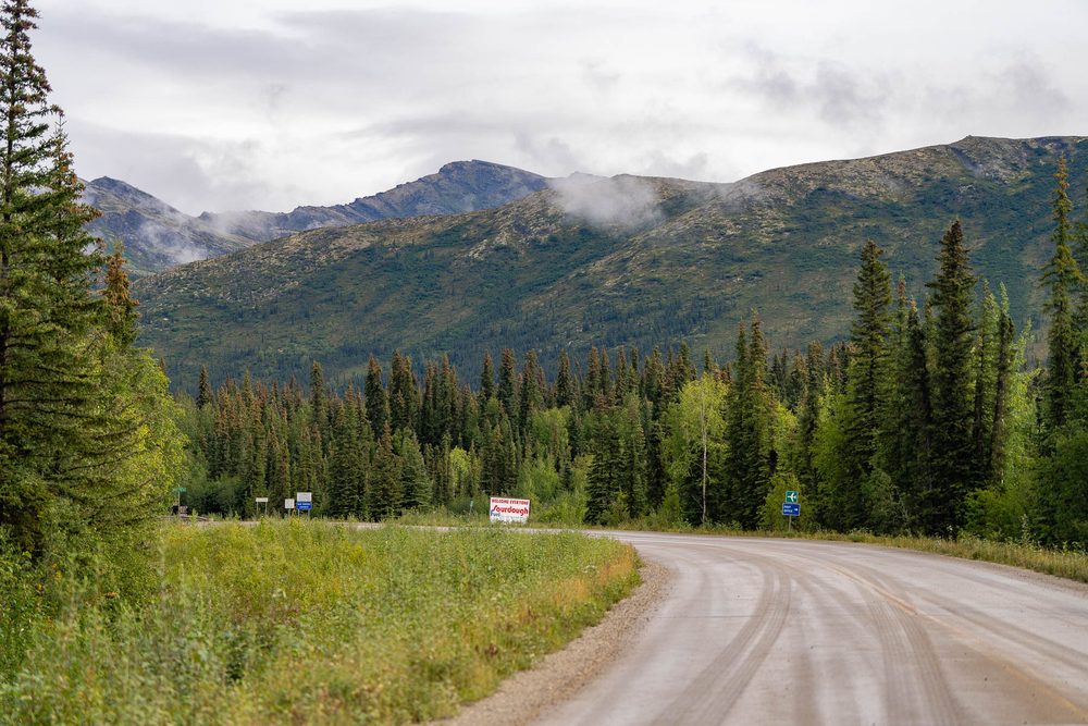 A gravel industrial road curving through spruce, seen from the roadside