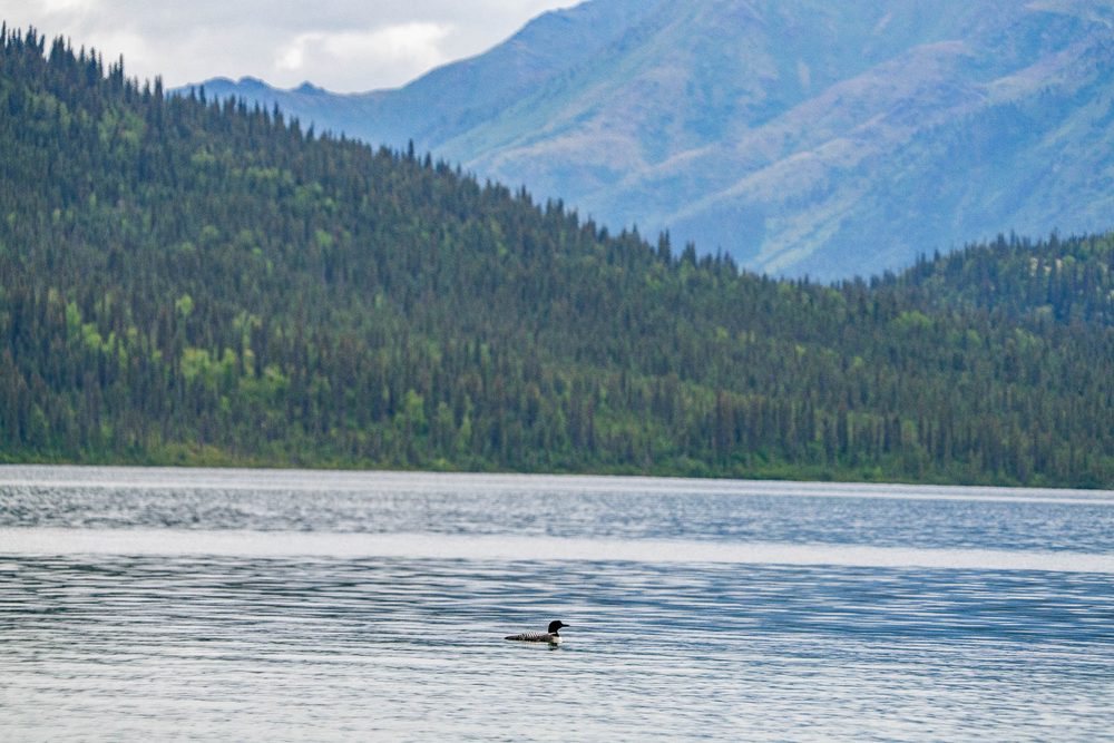 A loon swimming on open water