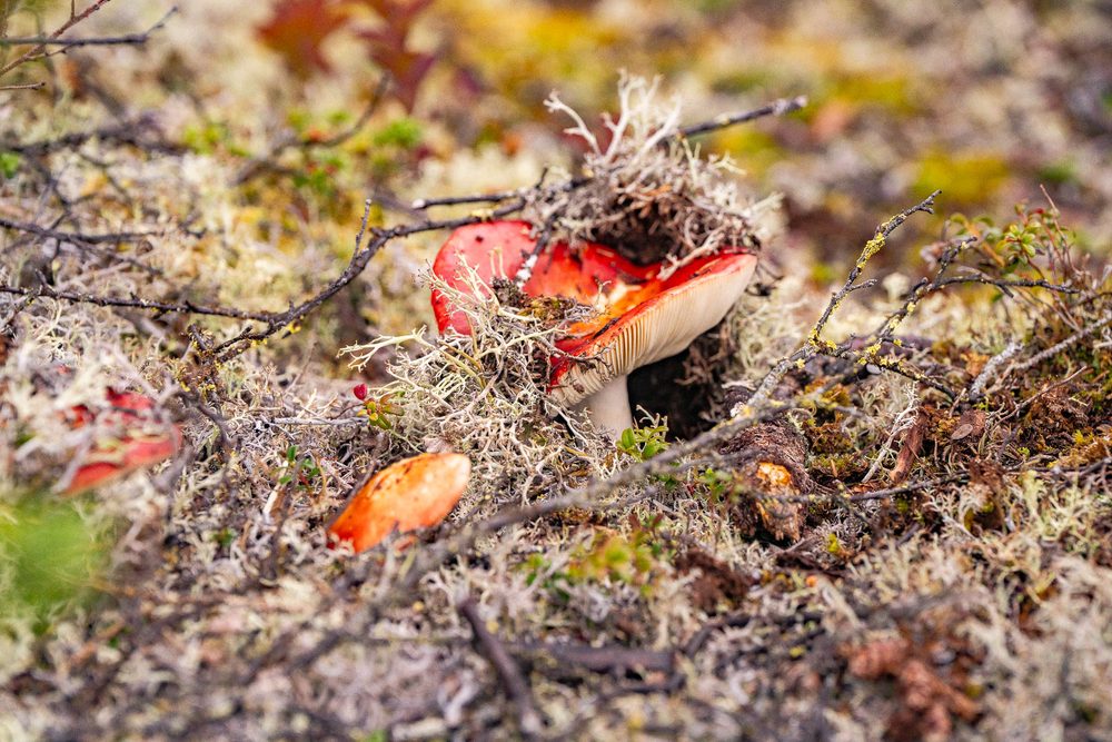 A red-capped mushroom pushing up through lichen and tundra plants