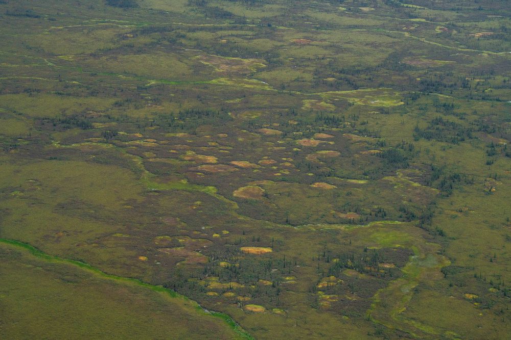 Aerial of lowland tundra dotted with small ponds and patches of yellow and rust