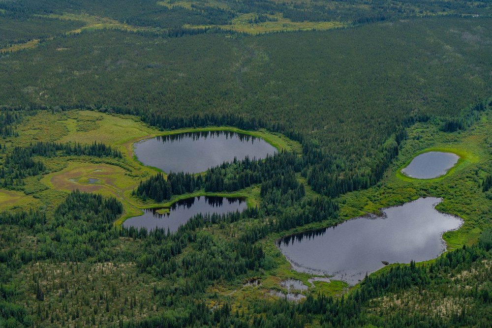 Aerial of four small ponds set into spruce forest