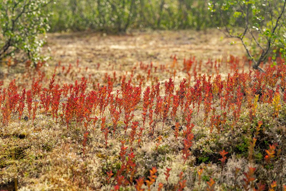 A stand of deep red tundra plants against pale ground cover