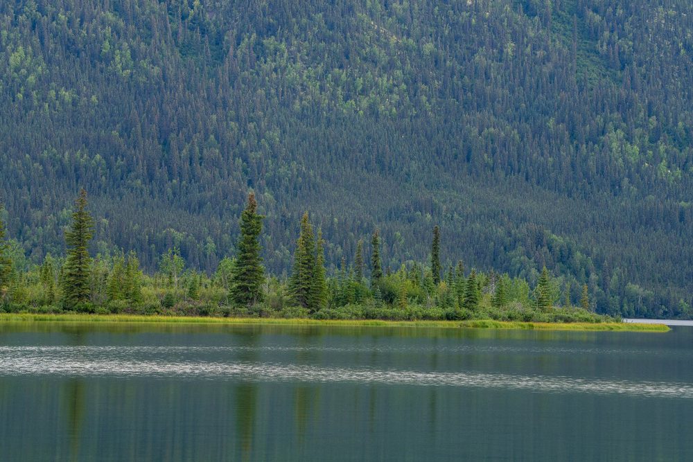 Spruce on a lakeshore reflected in still water below a forested slope