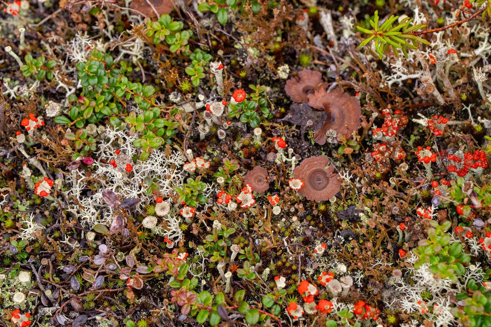 Tundra ground cover of red berries, lichen and small mushrooms