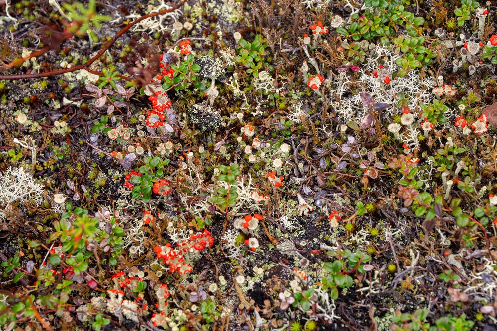Reindeer lichen, crowberry and bearberry on the tundra floor