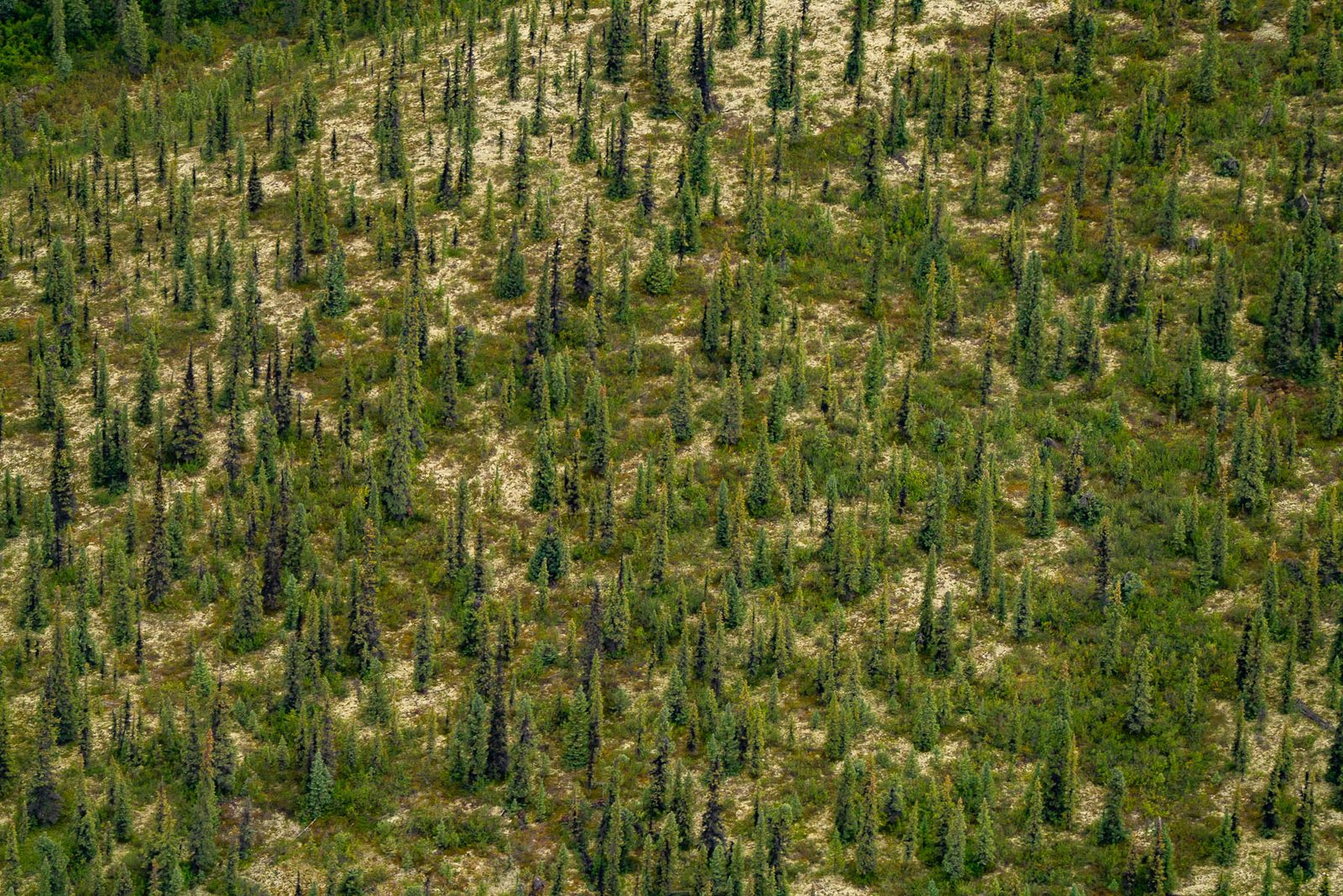 Aerial looking down on open spruce forest with no clearing or track in it