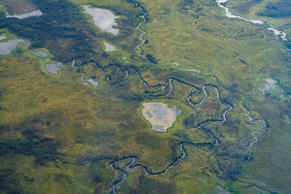 Aerial of tundra wetlands threaded with countless small streams and ponds