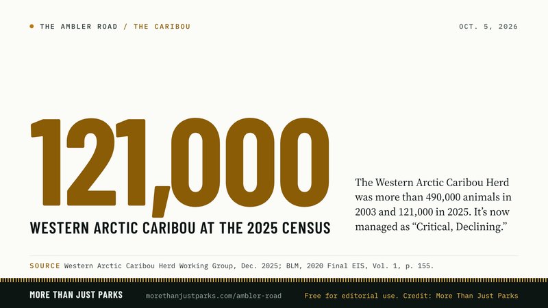 Western Arctic Caribou Herd: more than 490,000 (2003) to 121,000 (2025)