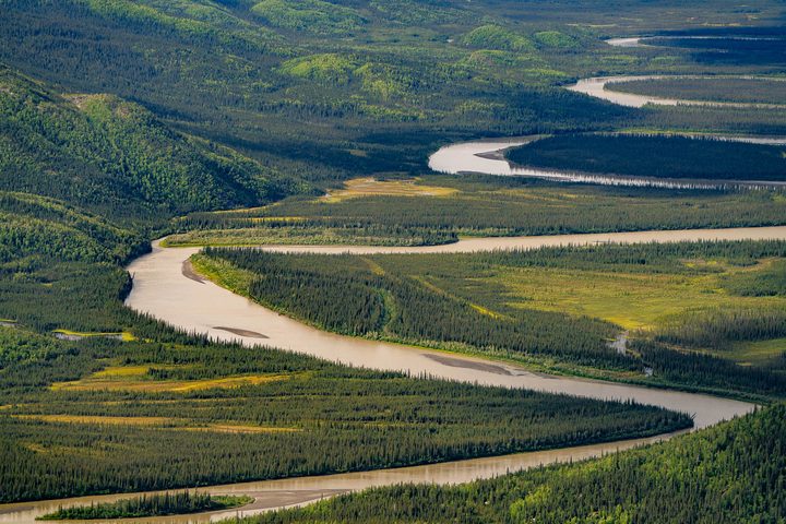 Braided channels and pale gravel bars through spruce forest
