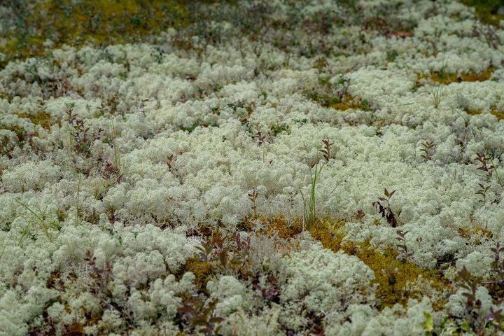 A carpet of pale lichen