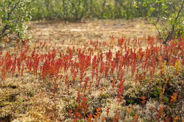 A stand of deep red tundra plants against pale ground cover