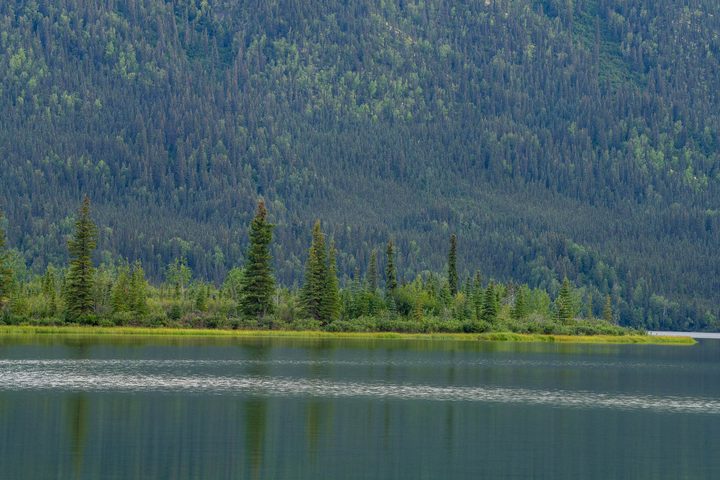Spruce on a lakeshore reflected in still water
