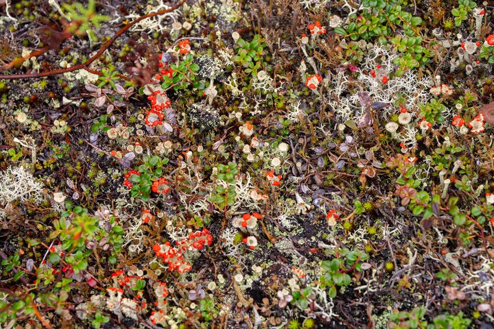 Tundra ground cover: pale lichen, red leaves and low berry plants