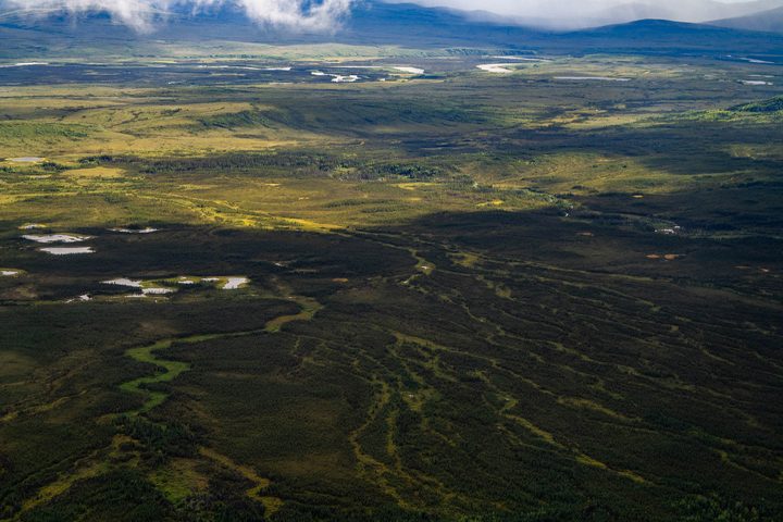Flat tundra scattered with small ponds and dark drainage lines