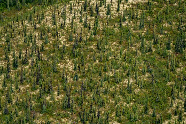 Open spruce forest with no clearing or track in it, straight down