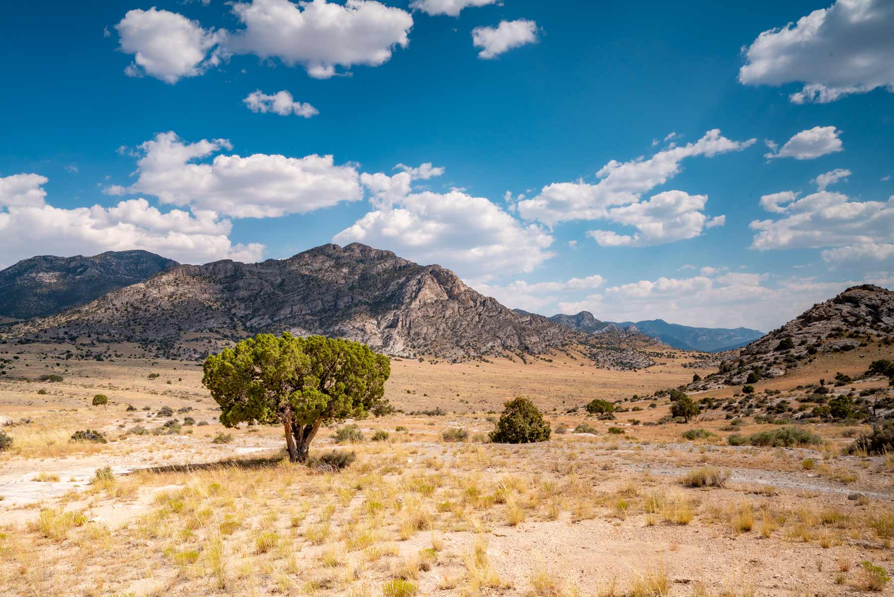 A lone juniper on a dry grass flat below a gray limestone range