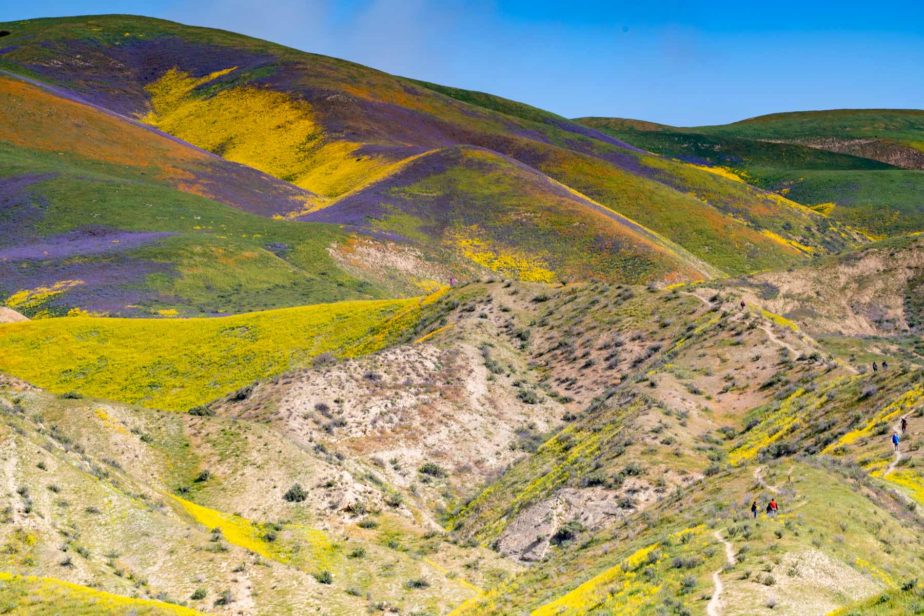 Hills banded purple, orange and yellow with wildflowers on the Carrizo Plain
