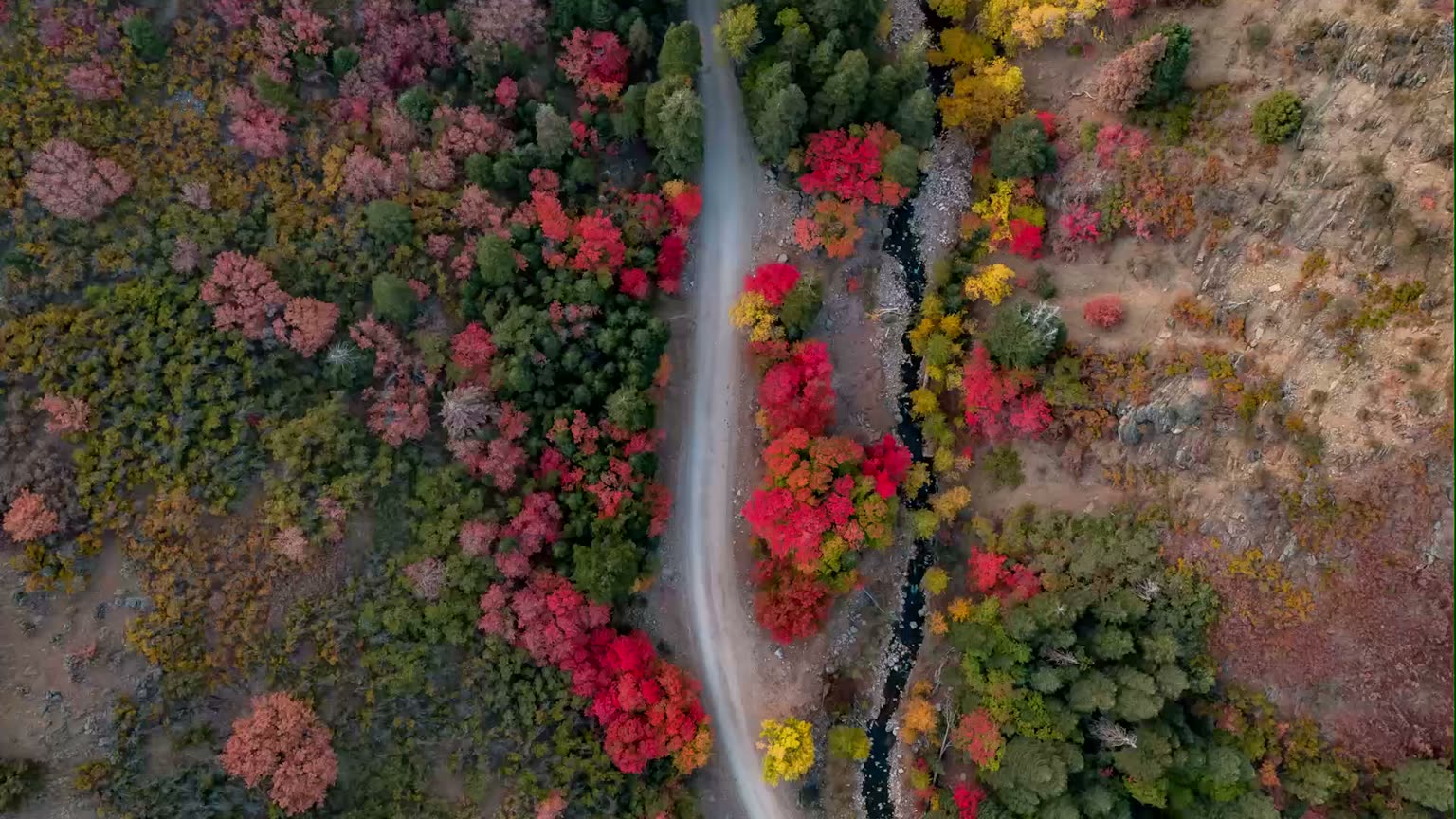 A creek road seen straight down from the air, maples in red and gold along the water and pale rock beyond, central Utah in October.