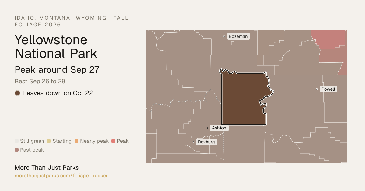 Yellowstone Fall Foliage 2026: Peak Week, What's Turning Now | More