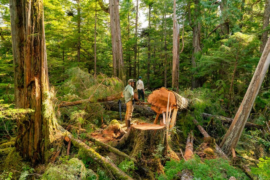 Two people at the cut face of a felled old-growth tree, one with a hand on the trunk