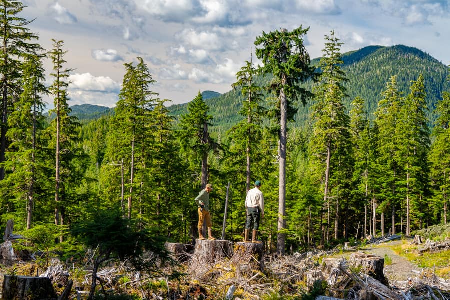 Two people standing on fresh stumps in a clearcut on Prince of Wales Island, mountains behind them