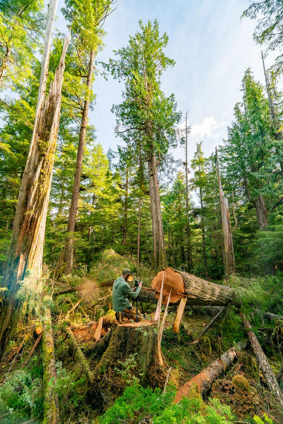 A person kneeling on a fresh stump, photographing the cut face of a felled old-growth tree
