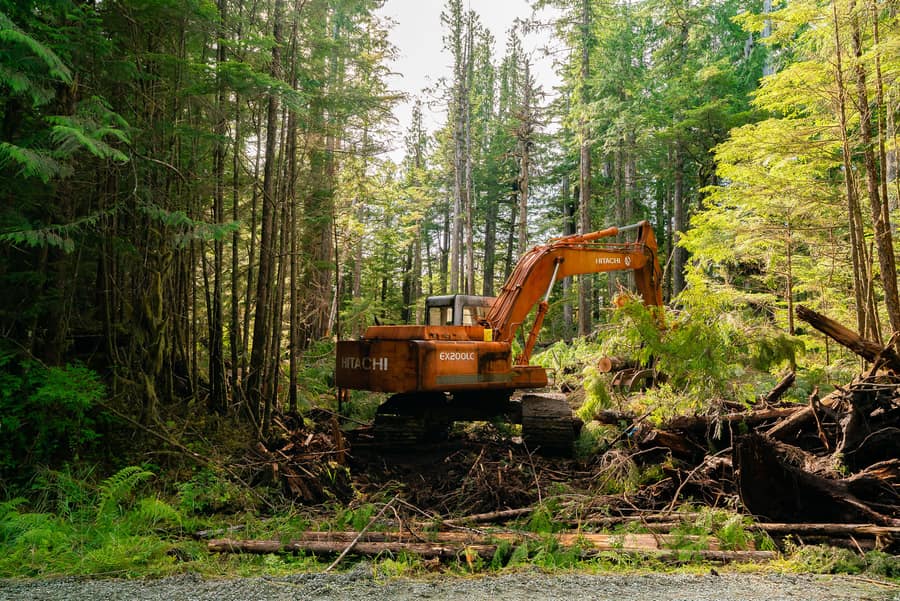 An excavator with a log grapple parked among old-growth trunks
