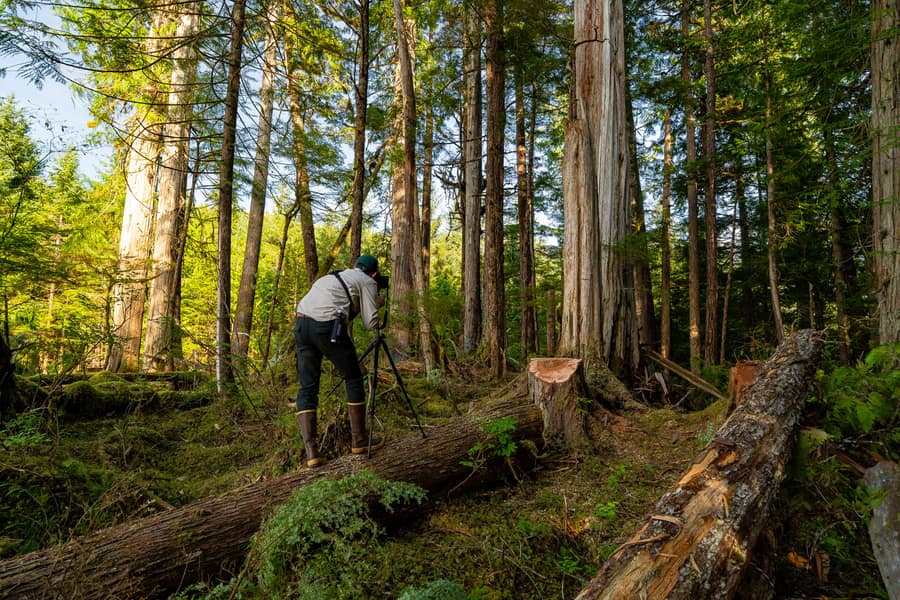 A photographer standing on a felled log in a cut unit