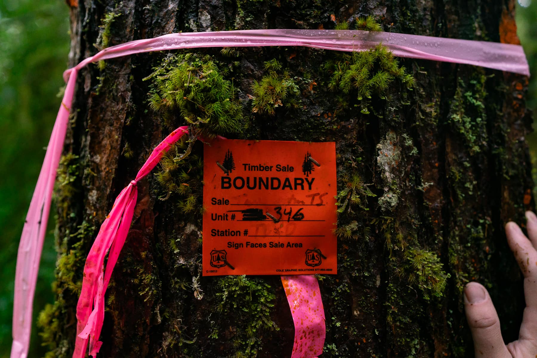 An orange Forest Service tag reading Timber Sale Boundary tied to a mossy trunk with pink flagging