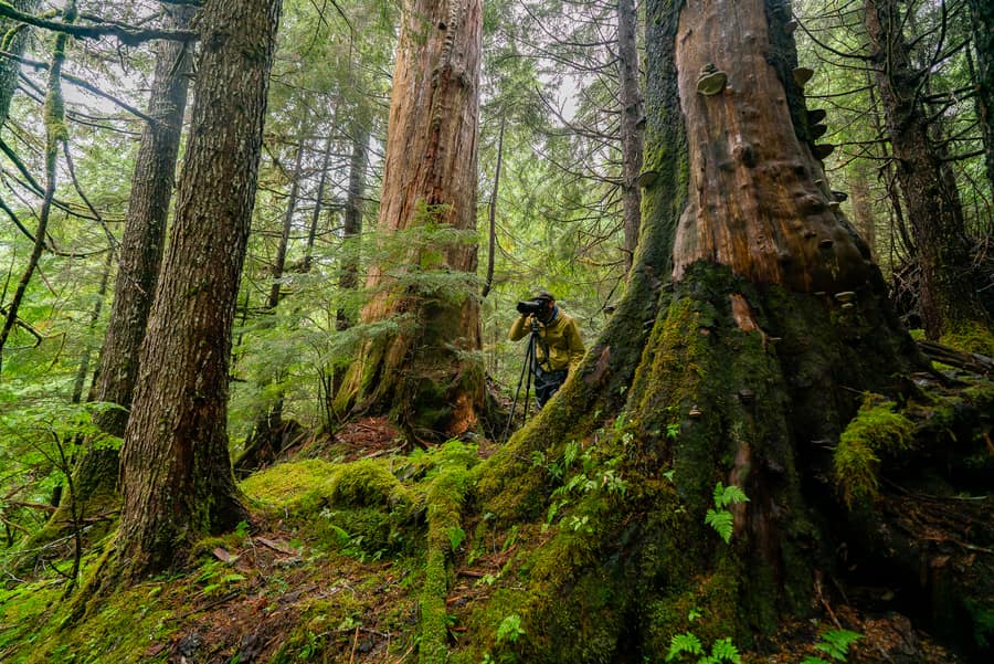 A person with a camera on a tripod among old-growth trunks