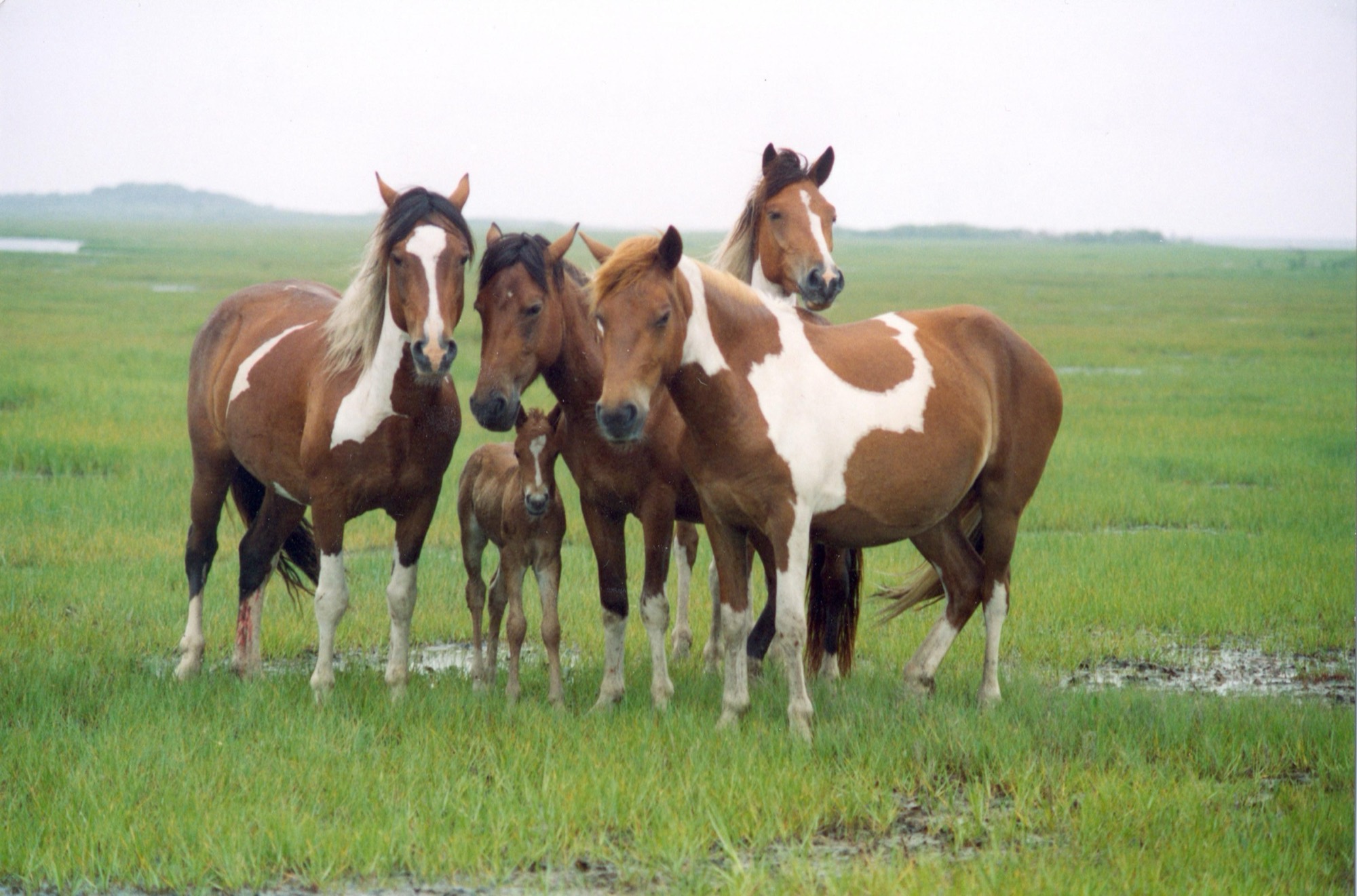 Wild horses in the salt marsh, Assateague Island National Seashore, Maryland (NPS photo)