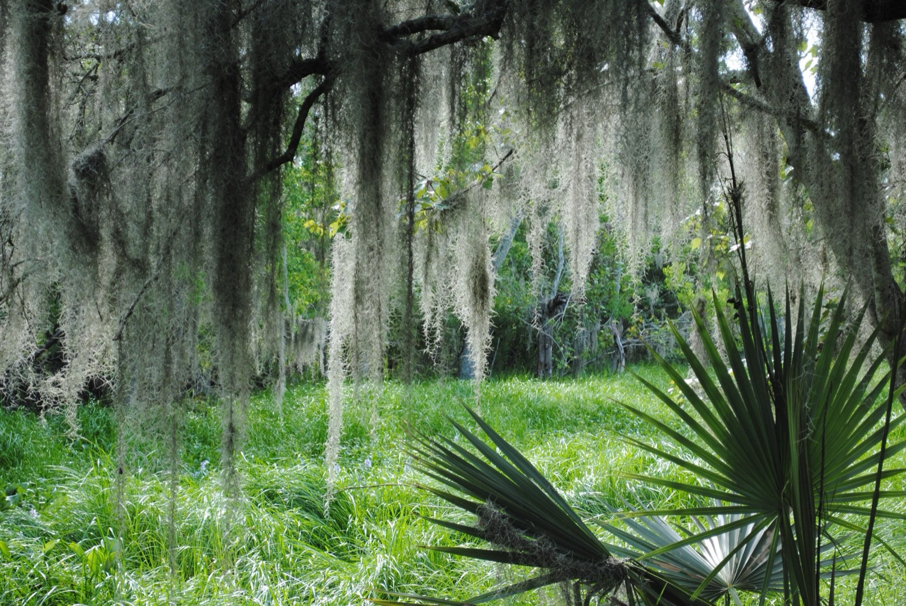 Spanish moss and palmetto in the Barataria Preserve, Jean Lafitte National Historical Park and Preserve, Louisiana (NPS photo)